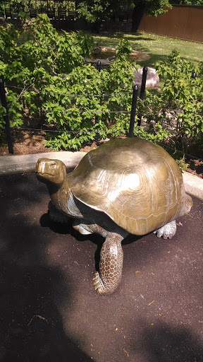 Aldabra Giant Tortoise - Fort Wayne, IN.jpg