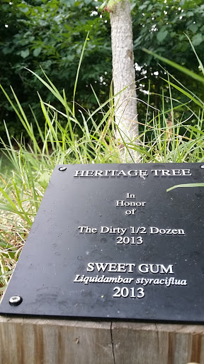 Heritage Tree - Sweet Gum - Columbia, MO.jpg