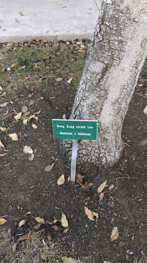 Home Kong Orchid Tree Arbor Specimen Plaque - Thousand Oaks, CA.jpg