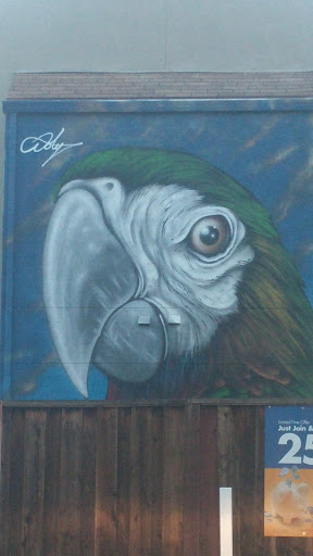 Parrot - Oakland, CA.jpg