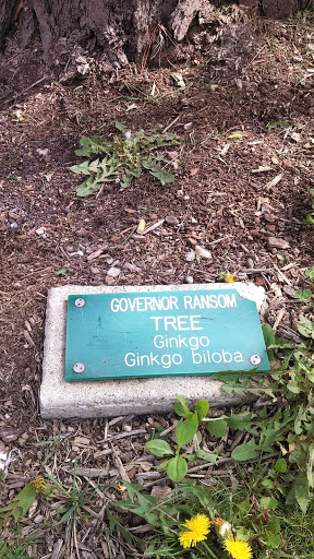 Governor Ransom Tree - Lansing, MI.jpg