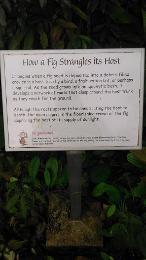 How A Fig Strangles Its Host Board - Singapore, Singapore.jpg