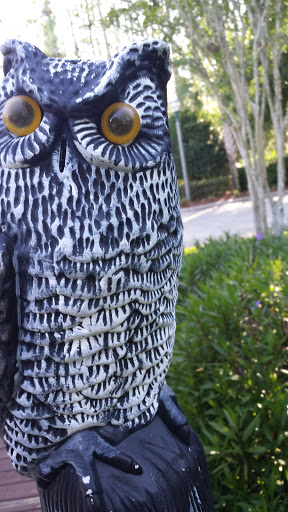 Owl Perch - Orlando, FL.jpg