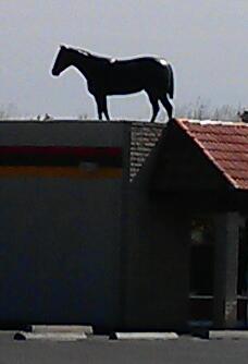 Horse by Northeast - Gilbert, AZ.jpg