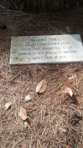 Moon Tree - Montgomery, AL.jpg