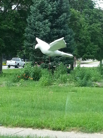 Dove In Flight - South Bend, IN.jpg