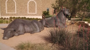 Cow Sculpture - Lubbock, TX.jpg