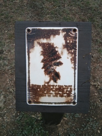 Flameleaf Sumac - Frisco, TX.jpg
