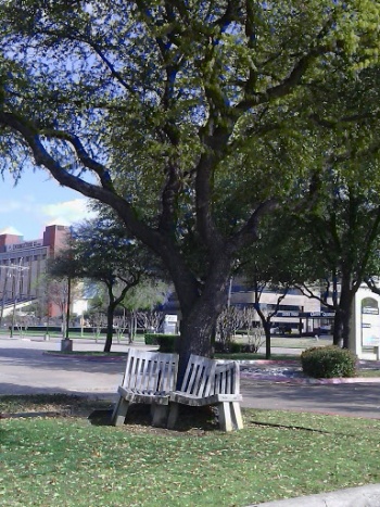 Zigzag Bench Sculpture - Richardson, TX.jpg