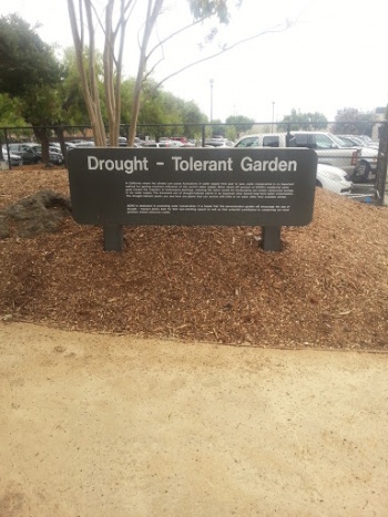 Drought-Tolerant Garden - Fremont, CA.jpg