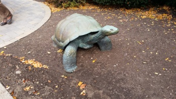 Stamford Tortoise - Stamford, CT.jpg