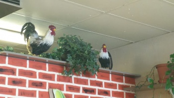 Pollo Norteno Family Mascot - Santa Maria, CA.jpg