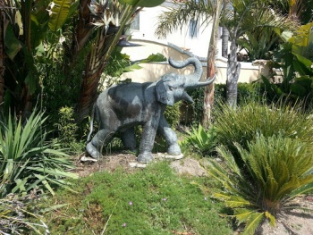 Hidden Elephant - Oxnard, CA.jpg