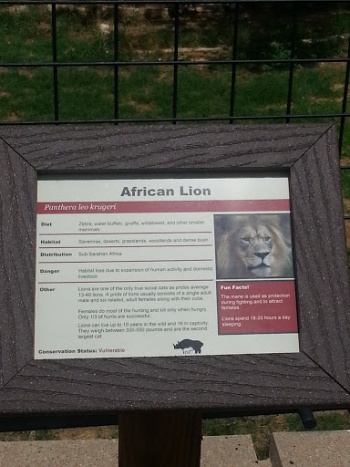 African Lions - Abilene, TX.jpg