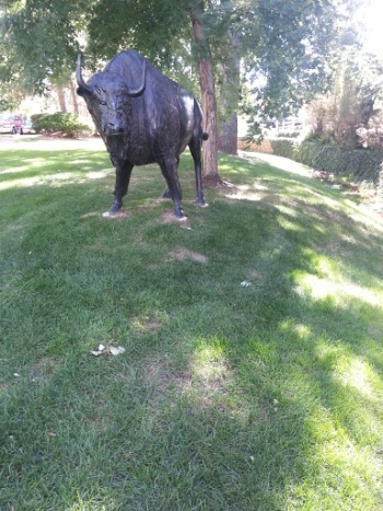 Buffalo Statute - Boulder, CO.jpg