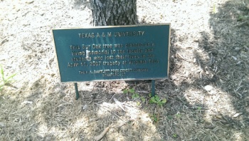 Virginia Tech Memorial Oak - College Station, TX.jpg
