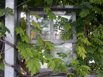 Salmon Windows - Bellevue, WA.jpg