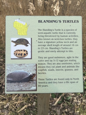 Blanding's Turtles - Green Bay, WI.jpg