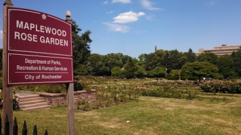 Maplewood Rose Garden - Rochester, NY.jpg