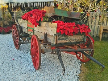 Flamingo Nursery Enchanted Wagon - Davie, FL.jpg