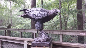 Bird of Prey - Newport News, VA.jpg
