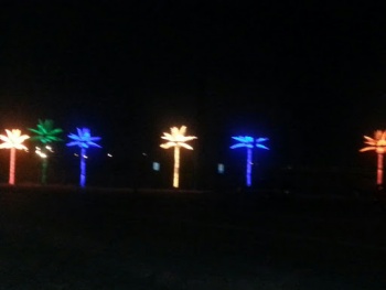 Neon Palms - Billings, MT.jpg