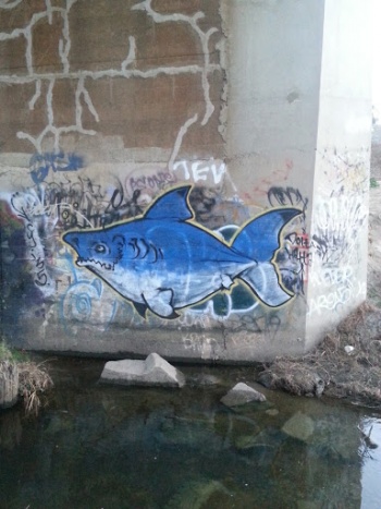 Calaveras Shark - Stockton, CA.jpg