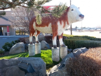 Moooooooo Cow - Reno, NV.jpg
