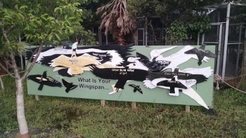 What's Your Wingspan - Coral Springs, FL.jpg