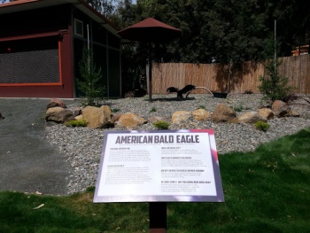 American Bald Eagle Exhibit - Vallejo, CA.jpg