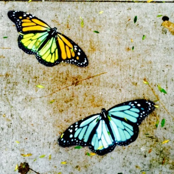 Butterflies - San Francisco, CA.jpg