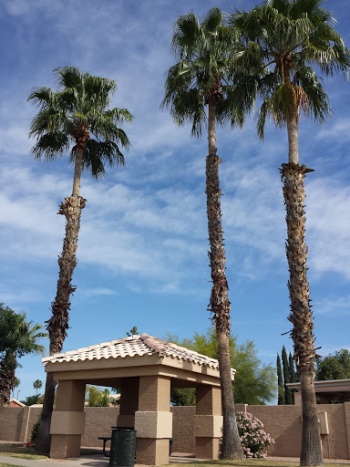 Clearview Gazebo - Mesa, AZ.jpg