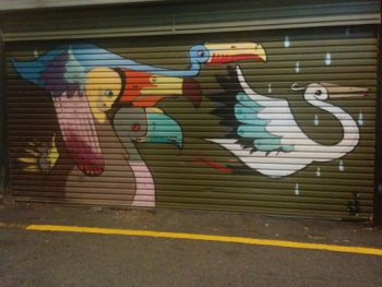 Toucans - Adelaide, SA.jpg