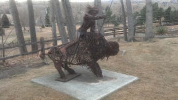 Golden Hill Buffalo - Denver, CO.jpg