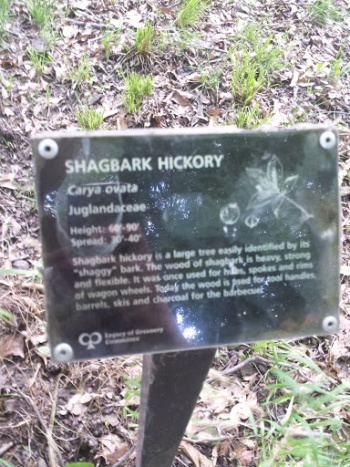 Shagbark Hickory - Overland Park, KS.jpg