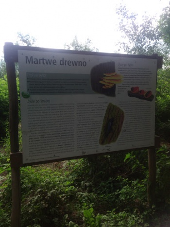Martwe Drewno - Warszawa, mazowieckie.jpg