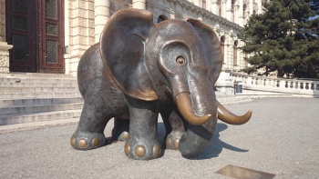 Elefant - Wien, Wien.jpg
