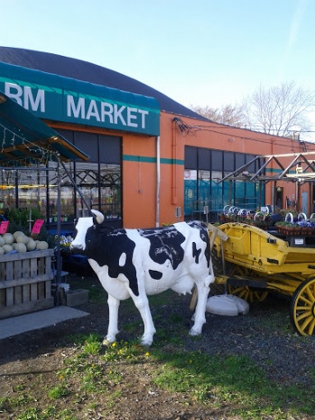 One Horned Cow - Metuchen, NJ.jpg