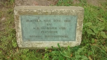 H J Brunner Esq Metasequoia - Christchurch, Canterbury.jpg