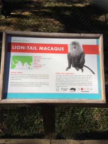 Lion Tail Macaque - Jackson, MS.jpg