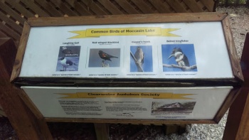 Bird Information - Clearwater, FL.jpg