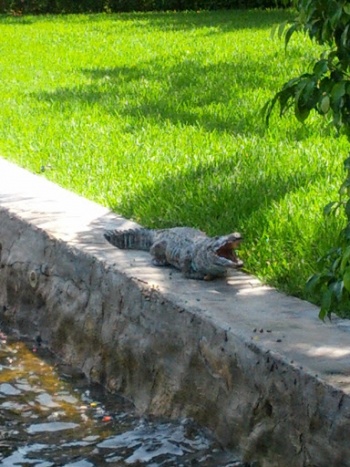 Alligator Statue - Fort Lauderdale, FL.jpg