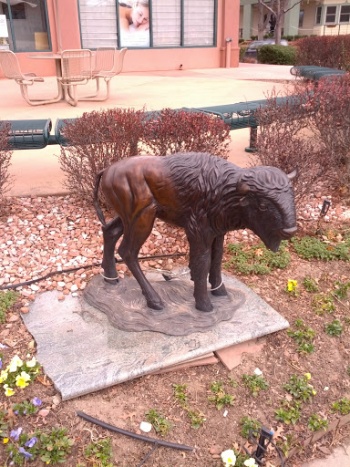 Wee Bison - Boulder, CO.jpg