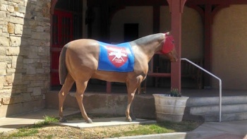 St Andrews Quarter Horse - Amarillo, TX.jpg