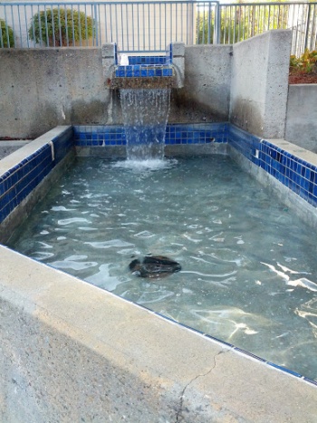 Waterfall Fountain - San Mateo, CA.jpg