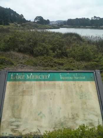Lake Merced Ingenious Survival - San Francisco, CA.jpg