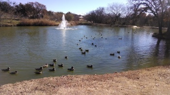 Veterans Park Duck Pond and Fountain - Arlington, TX.jpg
