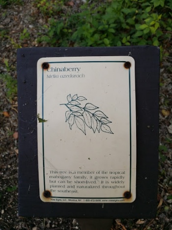 China Berry - Frisco, TX.jpg