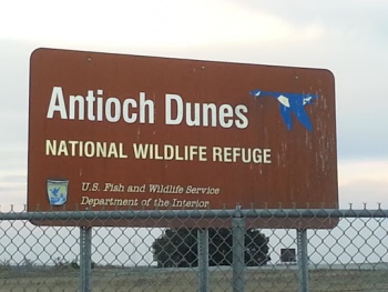Antioch Dunes - Antioch, CA.jpg