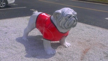 Baxter Bulldog - Athens, GA.jpg